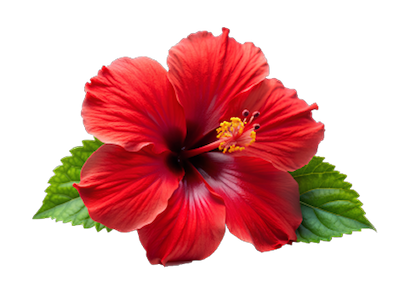Hibiscus